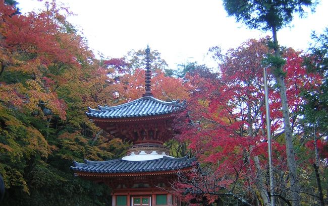 紅葉に囲まれた滝が見たくてまた来てみた。<br />岸和田市の山手、牛滝山。ここ、お寺があるんですよ。えぇ、朱色の。