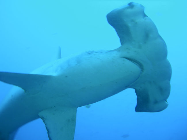世界中のダイバーの最終目的地とも言われる絶海の孤島、コスタリカのココ島で潜ってきました。ダイビングクルーザー船 オケアノスアグレッサーにて片道40時間の船旅の末に辿りついたココ島では物凄い数のハンマーヘッドシャークとのダイビングを楽しんできました。
