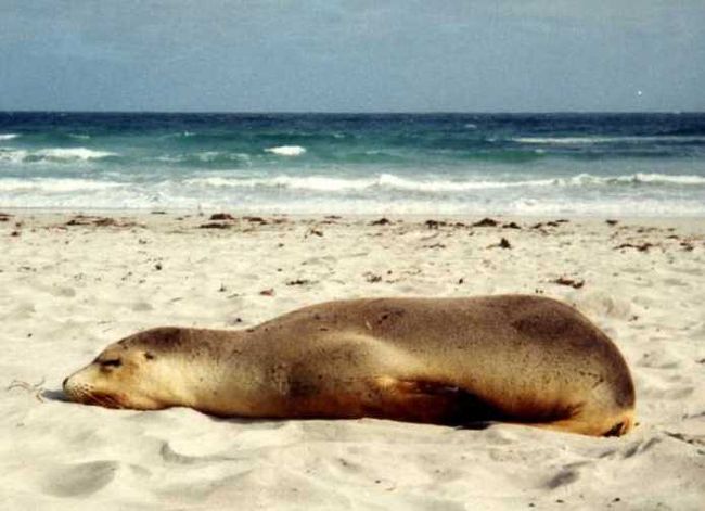 アデレードから、日帰りツアーでカンガルー島に行きました。<br />　３食付　ひとり　＄１２０　<br />リサーチ不足で高いツアーを申し込んでしまいましたが、<br />食事が豪華でした。