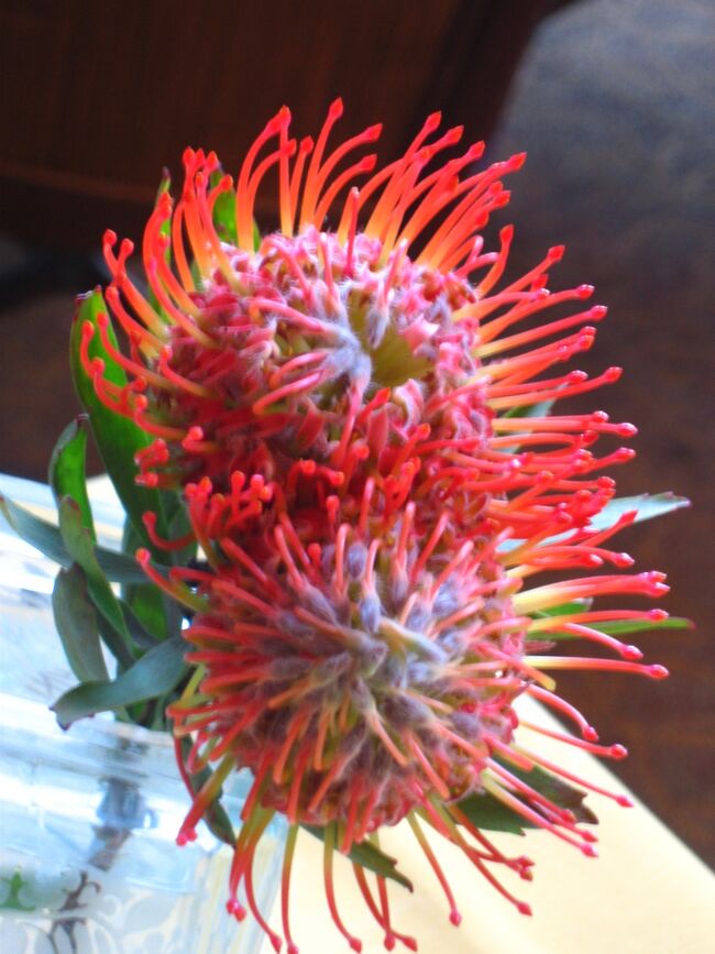 プロテアは南アフリカ原産ですが、ハレアカラ山の中腹・クラでは盛んに栽培されています。今回は時期はずれで会えませんでしたが、同じ仲間の〔ピンクッション〕は朝のテーブルにありました。ハワイはどこでも花が鮮やかで多彩です。