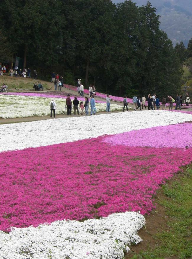 秩父の羊山公園の芝桜を観にいってきました。人気のある場所なので、皆が帰る頃を見計らって行く事にしました。近場なので、昼から出かけました。<br /><br />羊山公園に向かうまえに、埼玉県越生町にある「やまぶきの里」へ行きました。到着したのは12時過ぎ。数日前にNHKだかのTVで、やまぶきの里の７０％をしめる一重のやまぶきが満開とか言っていたので、来て見たんですが。。。かなりがっかりでした。<br /><br />「ん？」「これだけ？」「うそぉ。。。」みたいな感じでした。<br />一重のはあまりなかったので、ちょっと遅すぎたのかもしれません。TVは数日前だったのに納得できな〜い(−−〆)キー！<br /><br />「やまぶきの里」ですが、ちょっと赴きある名所風の名前ですが、本当に小さな公園です。一応、太田道貫が云々みたいな云われはあるみたいです。でも、高台に見晴台があって、川が流れているだけです。今のところは、此処をメインで来るのは避けたほうがいいと思います。山吹が満開の時の様子は見たことがないので、わかりませんが、それでもメインにはならないような気がします。<br /><br />今回も「はぁ、はぁ」いいながら、階段を登って高台の展望台まで行きました。登っても山吹はなく、かなりの期待はずれでした。<br /><br />唯一の救いは「やまぶきの花って、どういうのだっけ？」という感じだったのですが、今はわかるようになった事です。せっかくの公園ですし、少し気合をいれて整備して欲しいです。頑張れ、越生！<br /><br /><br />つづいて秩父の羊山公園に芝桜を観に向かいます。皆が帰る時間帯を狙っての出発です。山吹の里をから県道30号飯能寄居線を走り、県道15号日高川越線を経て、国道299を秩父方面へ進みます。<br /><br />3年前に初めて行った時は平日だったにもかかわらず、大渋滞。羊山公園の駐車場を使っていたのですが、入り口に入るのも一苦労でした。その後、渋滞が問題になり、羊山公園の駐車所を使わず、バスでのシャトルサービスを始めたと聞いていたのですが、羊山公園のすぐ近くの臨時駐車場に駐車できました。渋滞もそれほど無く、14時半前にはすんなり到着しました。ラッキーな事に、その日は何故かスローな客足だったそうです。臨時駐車場は近所のお家の空いている敷地を使っているようで、その家の人が係員をやっているような感じでした。町ぐるみで芝桜を盛り上げている感じがして、好感がもてました。<br /><br />臨時駐車場から羊山公園へ向かうと、いくつかお店や屋台が出ていました。近所の方が開いている屋台みたいなのもあって、山菜や野菜、植物なども売っていました。<br /><br />今年も、入り口で芝桜の管理費の任意募金を募っていました。一口￥100ですが、お礼というか記念というかでポストカードをくれます。記念にいいですよ。私たちは、前回募金したので、今回はパス(笑)募金の効果だと思いますが、どんどん花畑の面積が大きくなっています。<br /><br />先ず遅いお昼を食べに屋台コーナーへ向かいます。地元の商工会やお店、屋台が一杯出ていました。うどんを食べたのですが、お店の選択を間違ったようです。秩父はお蕎麦の美味しいところなので、うどんもある程度のものを期待したのですが。。。かなりまずかったです(;_;)　一通り屋台をみてから、決めればよかったと後悔です。皆さんは、おいしそうな所を、ちゃ〜んと選んでくださいね。<br /><br />以前よりお店も増えていた気がします。移動トイレも一杯増設されていました。駐車場や渋滞対策もそうですが、町ぐるみで頑張っているのが感じられ又来たいなと思いました。<br /><br />会場の羊山公園の園内にはミュージアムや資料館、牧場もあります。又、菖蒲や桜などのお花でも有名です。そういえば、3年前は芝桜と遅桜が重なって、両方楽しめました。<br /><br />臨時駐車場代金　一台￥５００<br /><br />彩の国ふるさと秩父観光情報館<br />0494-25-3192<br />URL: http://www.chichibu.info<br /><br />横瀬町観光協会<br />〒368-0072　埼玉県秩父郡横瀬町横瀬4545<br />0494-25-0114<br />URL: http://www.yokoze.gr.jp<br /><br /><br /><br />