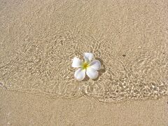 11月のBig Island（ホテル・島一周編）