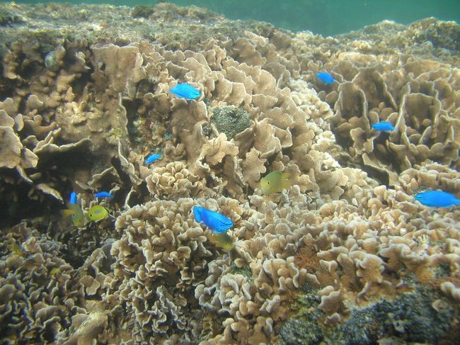 美ら海水族館がある海洋博公園の近くに、備瀬崎って場所があります。 観光名所として人気の『備瀬のフクギ並木』を抜けると見えてくる備瀬崎。 集落の雰囲気や陸からの眺めもイイ感じですが、海の中もなかなかのもんです。 潮通しが良く透明度が高く、サンゴや魚類層も豊富。 水深も浅いので、気軽にスノーケリングできるスポットとして観光客にも人気の場所です。 うちのお宿のツアーでもよく利用しています。 「ここならセダカギンポ(魚)も居るんじゃない?!」 沖縄生活4ヶ月にして、ようやくセダカギンポとの再会を果たすことができるかも?! ドキドキワクワク、期待を胸にいざ備瀬崎の海中世界へ。。。<br />