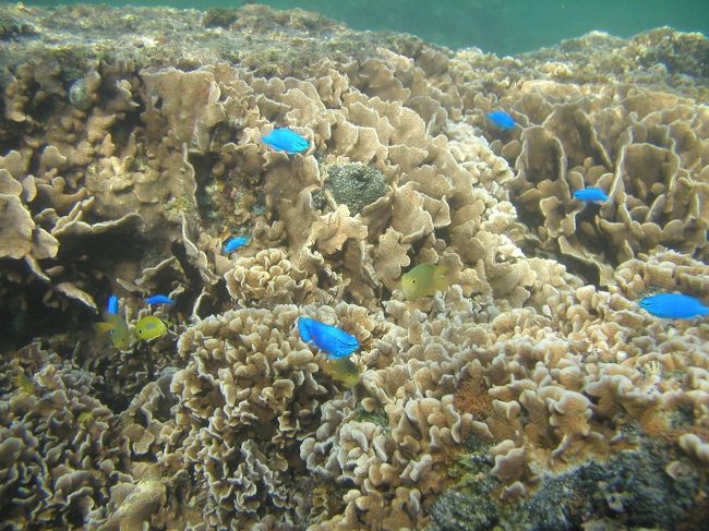 美ら海水族館がある海洋博公園の近くに、備瀬崎って場所があります。　観光名所として人気の『備瀬のフクギ並木』を抜けると見えてくる備瀬崎。　集落の雰囲気や陸からの眺めもイイ感じですが、海の中もなかなかのもんです。　潮通しが良く透明度が高く、サンゴや魚類層も豊富。　水深も浅いので、気軽にスノーケリングできるスポットとして観光客にも人気の場所です。　うちのお宿のツアーでもよく利用しています。　「ここならセダカギンポ（魚）も居るんじゃない？！」　沖縄生活４ヶ月にして、ようやくセダカギンポとの再会を果たすことができるかも？！　ドキドキワクワク、期待を胸にいざ備瀬崎の海中世界へ。。。<br />