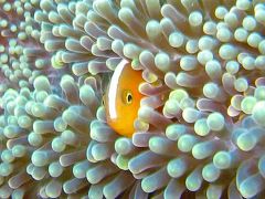 フィリピンの扉　セブ島　モアルボアル