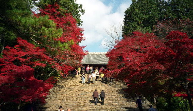 ２日目は京都に移動して紅葉紀行。<br />高尾はすばらしく美しかったわ。<br /><br />全然知らなかったんだけど、京都御所が公開されていたので見てきました。<br />こんなとこには住みたくないなあ・・・。<br /><br />トップの写真は高尾山神護寺です。