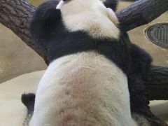 東欧の夏?～ウィーン（シェーンブルン動物園）編