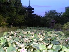 ８月□日の早朝散歩