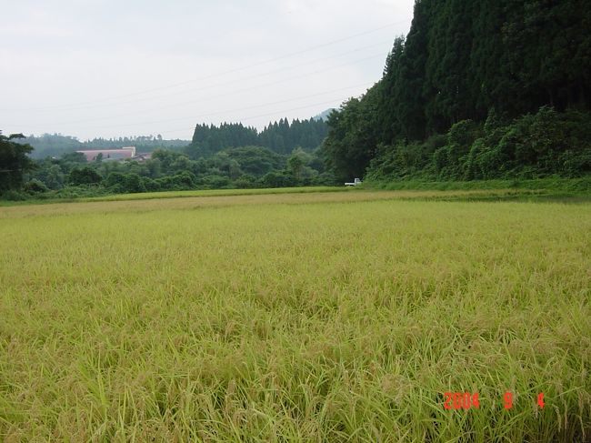 　新潟県はいわずと知れた米どころ、そして酒どころ。これまで愛飲している新潟県・麒麟山にお邪魔し、酒造りを体験、とまでは行かないが稲刈りを体験。東京から一晩かけて車で移動。<br /><br />　途中の自然も楽しみ、稲刈りも楽しみ、温泉、そしてもちろん日本酒も。充実した週末になりました。