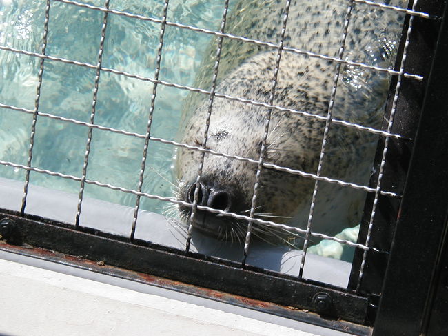 旭山動物園、美瑛～上富良野、札幌を旅した旅行記その２、旭山動物園の様子（後半）です。