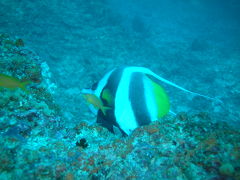 Biyadoo Island　Diving　part1