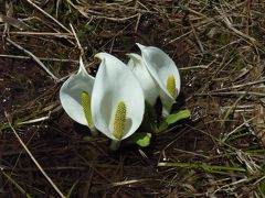 水芭蕉、いま会いに行きます。
