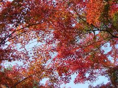 紅葉を楽しむ京都へのたび
