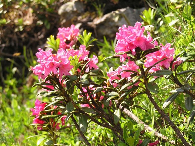 ７月２０日、午前１０時より午後１２時１５分の間、メンリッヒェン～クライネシャイデックのハイキングを楽しんだ。<br />今回のスイスアルプス絶景ハイキングの期間は好天に恵まれていることと、多くの高山植物の開花時期と重なっているために各地区で沢山の花を見ることが出来た。　連日のハイキングもこれらの花により、慰められたり元気付けられたりした。<br />とりわけ、今回のメンリッヒェン～クライネシャイデック迄のハイキングは色々な花に恵まれたことと時間的余裕があったために写真撮影をして纏めてみることにした。<br /><br /><br />＊写真はアルペンローゼ