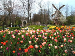 春ＥＵ紀行*オランダ　チューリップのある風景　Holland