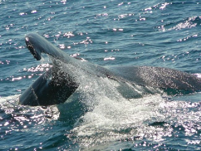 「昔、学校給食でクジラ食べていましたよ」<br /><br />　クラスの皆がひいた。自国のオリジナルな食べ物について話し合ったときのパースの英語学校での１コマだ。同じクラスの日本人は否定していたけど、僕の小学校時代はクジラベーコンは頻繁に出たメニューだ。<br /><br />「学校の外では絶対に口にしないほうがいいよ。みんなクジラが好きだから。」と教師のＮＥＩＬに教えられた。<br /><br />　僕は常々思うのだが、なんで牛や豚、他の魚はよくてクジラがダメなのか？まったく理解できない。しかも僕はクジラベーコンが好物だった。今や日本では高額になってしまってなかなかお目にかかることはないが昔はかなり安かったと記憶している。<br /><br />　反論するにもまずはクジラをよく見てからでないと思い、ゴールドコーストのホエールウォッチングツアーに参加してみた。<br /><br />　船は結構揺れる。うえにクジラはどこに現れるかわからないので出現する度に、右に左に移動して毎回忙しい。さらにシャッターチャンスが難しい。神出鬼没に現れ、気まぐれな動きをするのでピントを合わせる時間がない。カメラの操作に慣れていない僕は、連射機能の使い方がわかったときには、既に帰り道となっていた。<br /><br />　本当にクジラが見れるのか疑心難儀だったが、ばっちり見れたのだけはよかった。（少し酔ったけど）西欧人のおばちゃん達はクジラを見て「ＳＯ　ＣＵＴＥ！」と叫んでいた。クジラからすると呼吸するために水面に上がり、運動しているだけかもしれないが、その姿は人間から見ると確かにかわいらしい。ペットであるイヌや猫を愛くるしいと思う気持ちと同じだろう。<br /><br />　クジラを見た後、西欧人がクジラを守ろうとする気持ちは少しはわかった。でも日本に帰ったらやっぱりクジラベーコン食べたいなぁ。あの独特の油っぽさがいいんだよネェ〜<br /><br /><br /> 