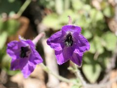 ネパール＆ブータン　5　(パロ、タクツァン寺院)