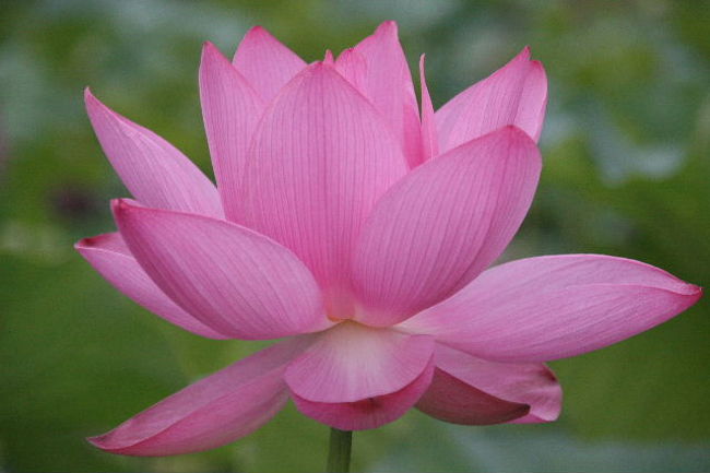 はすの花 絹の蓮苑 栃木県河内郡上河内芦沼 栃木県の旅行記 ブログ By しんちゃんさん フォートラベル はすの花 絹の蓮苑 栃木県河内郡上河内芦沼 栃木県の旅行記 ブログ By しんちゃんさん フォートラベル