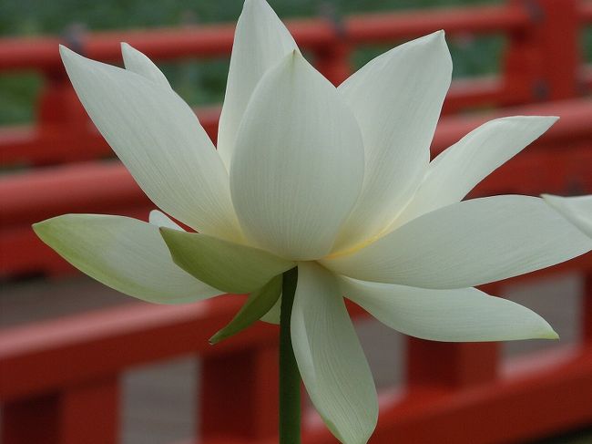 高田の桜を見たかったのですが、<br />蓮の花も綺麗と聞いていました。