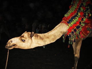 Pakistan　クリフトン・ビーチのラクダの背もたれ