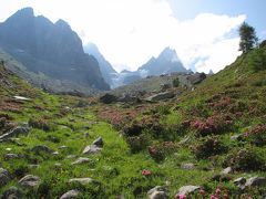 スイスアルプス絶景ハイキングその４５プラン・ドゥ・レギーユ～モンタンベール間で見られた高山植物