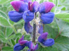 アラスカの花ー２