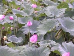 ベトナム・ハノイ・ニンビン