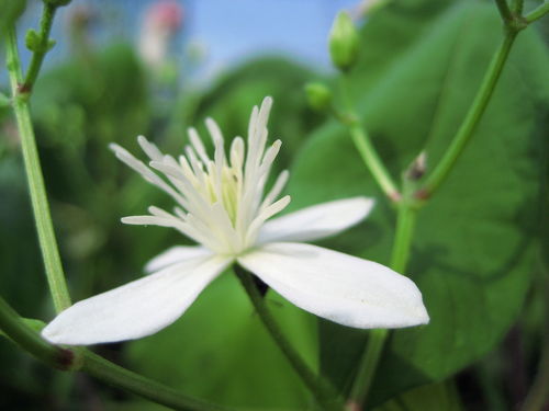 そろそろ秋の花ですね その１ 仙人草vs牡丹蔓 埼玉県の旅行記 ブログ By まみさん フォートラベル