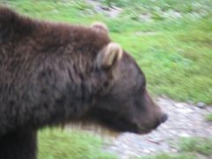 アラスカ・アンカレッジの動物園