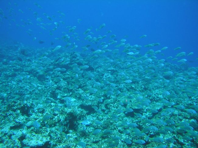 うちのお宿からも眺めることができる古宇利島。<br /><br />この島の自慢は何といっても古宇利大橋。<br />無料で渡れる橋としては日本最長の1960m。<br />屋我地島から古宇利島へと真っ直ぐのびる橋の眺めは圧巻です。<br /><br />また、橋から眺める海の美しいのなんのって…。<br />特に晴れた日には、最高の景色をおがむことができます。<br />映画やドラマなどの撮影で使われたことがあるってのも、うなずけますね。<br /><br />そんな古宇利島ですが、海の中はあまりキレイじゃなくて、<br />魚やサンゴもそんなに居ないってウワサをよく耳にします。<br />確かに、橋を渡ってすぐの所にあるビーチはそんな感じではあります…。<br /><br />ところがどっこい！<br />島の裏側（北側）の海の素晴らしいのなんのって！<br />そんなに華やかさはないんだけど、私の原点でもある口永良部島<br />を彷彿とさせる海中模様に久々に興奮を覚えましたね♪<br /><br />