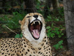 The Otjitotongwe Cheetah Conservation Park