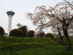 函館　桜の旅　五稜郭公園