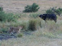 Masai Mara National Reserve (4)