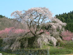 奈良の桜と言えば、吉野山ですが、、、