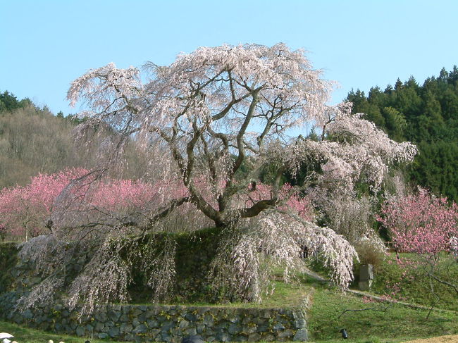 安いﾊﾞｽﾂｱｰで吉野山に行きました。もちろん吉野山の桜はすばらしかったけど、途中寄った「又兵衛桜」も一見の価値あり。田んぼの中にある1本桜ですが、見事です。長谷寺も綺麗でした。