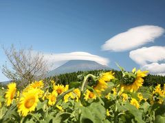 向日葵とススキと富士山