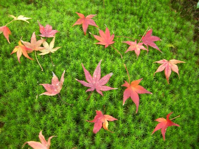 <br />京都１人旅。後編です。<br />嵐山の紅葉は絶好調でした。