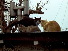 日本の猫−甲府