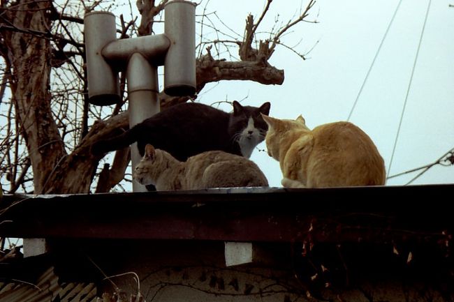 高齢者と猫の多い町で、思わず「猫町」と名付けたいようなところです。<br />とは言え、猫がゆったり道を横断し、屋根や塀の上で愛を語らっていられる町というのは、悪い町ではないような。<br />季節によっては猛烈にうるさかったり、ぞくぞく生まれる子猫の運命やいかにと案じられることもありますが……。