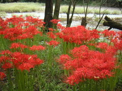 巾着田曼珠沙華公園　＠日高市