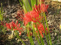 秋の花を求めてサイクリング