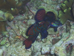 マラパスクア・ダイビング1日目