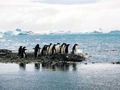 砕氷豪華客船とペンギンの新婚旅行（南極）