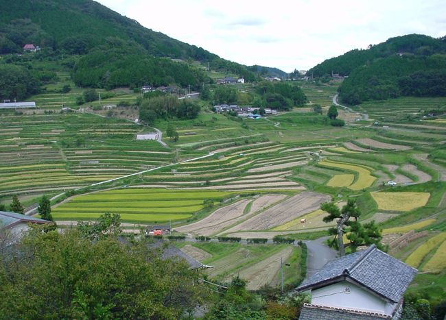 「日本の棚田百選」に選ばれている岡山県の久米南町上籾と山沿いに続く美咲町大垪和（おおはが）西地区にある棚田を訪れた。 <br />懐かしい山村の風景が昔のまま残っている貴重な場所。 <br />稲穂が黄金色の田んぼあり、まだ少し青い稲の田んぼあり、 <br />稲刈の済んでいる田んぼがあったりで実に美しい。 <br />子供の頃に日が暮れるまで田んぼで遊んだ事を思い出した。 <br />この風景、今年春に行ったバリ島のウブドのライステラスにも似ている。 <br />どちらも大きな耕作機械が入らないひとつひとつが小さなたんぼ、農家の人達の苦労と風景の素朴さが共通のイメージなのかも知れない。 <br />