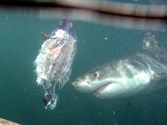 佐吉対ホホジロザメ、Sakiti meets Great White Shark.