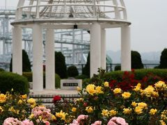 八景島シーパラダイス「丘の上広場バラ園」