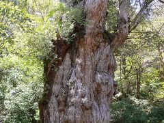 ■屋久島の旅③縄文杉トレッキング