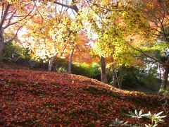 京都・紅葉１人旅1泊2日（2日目前編）