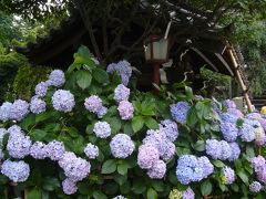 ☆東京散歩・紫陽花咲く白山神社☆