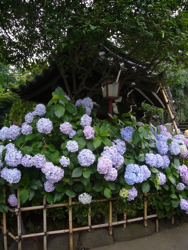 紫陽花が見頃を迎えたため、白山神社まで行ってまいりました。ことらもやはり、シーズンということもあって、多くの人で賑わっていました。